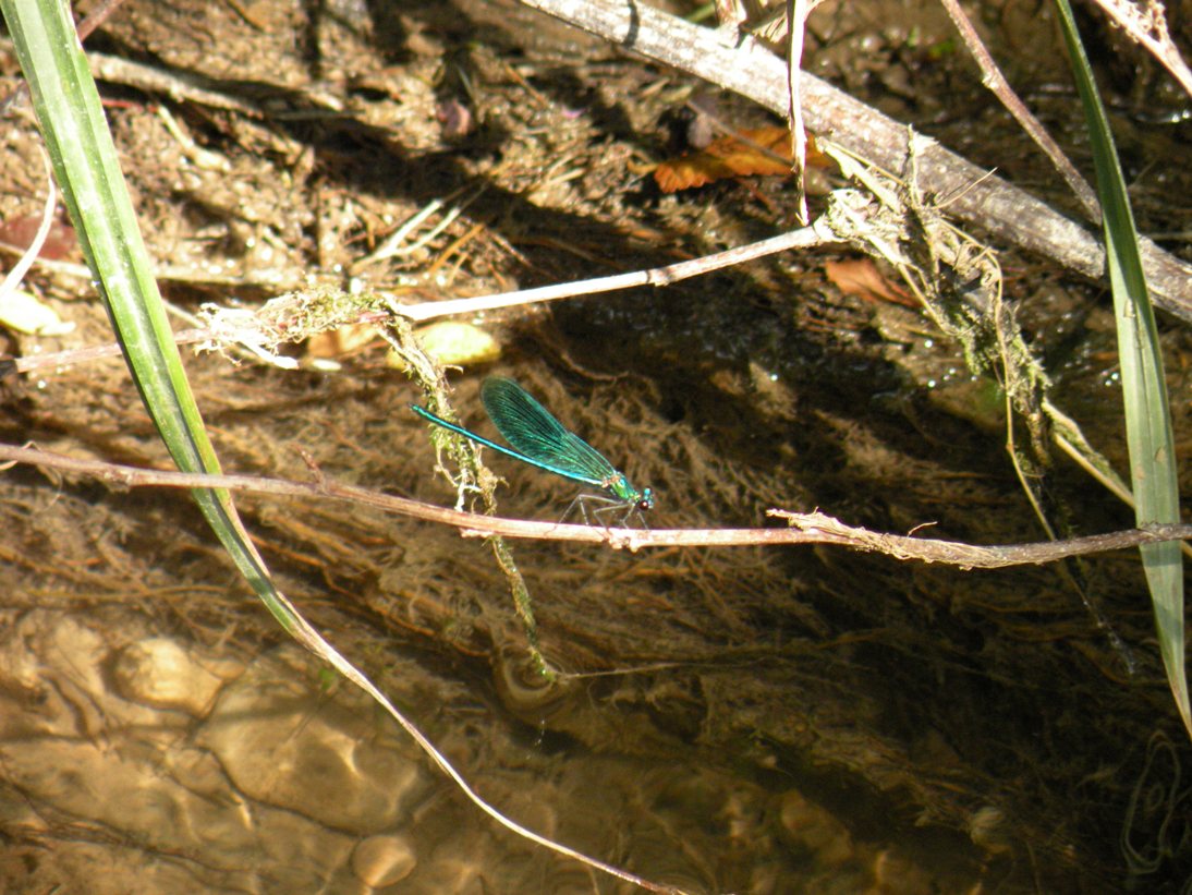 Calopteryx splendens